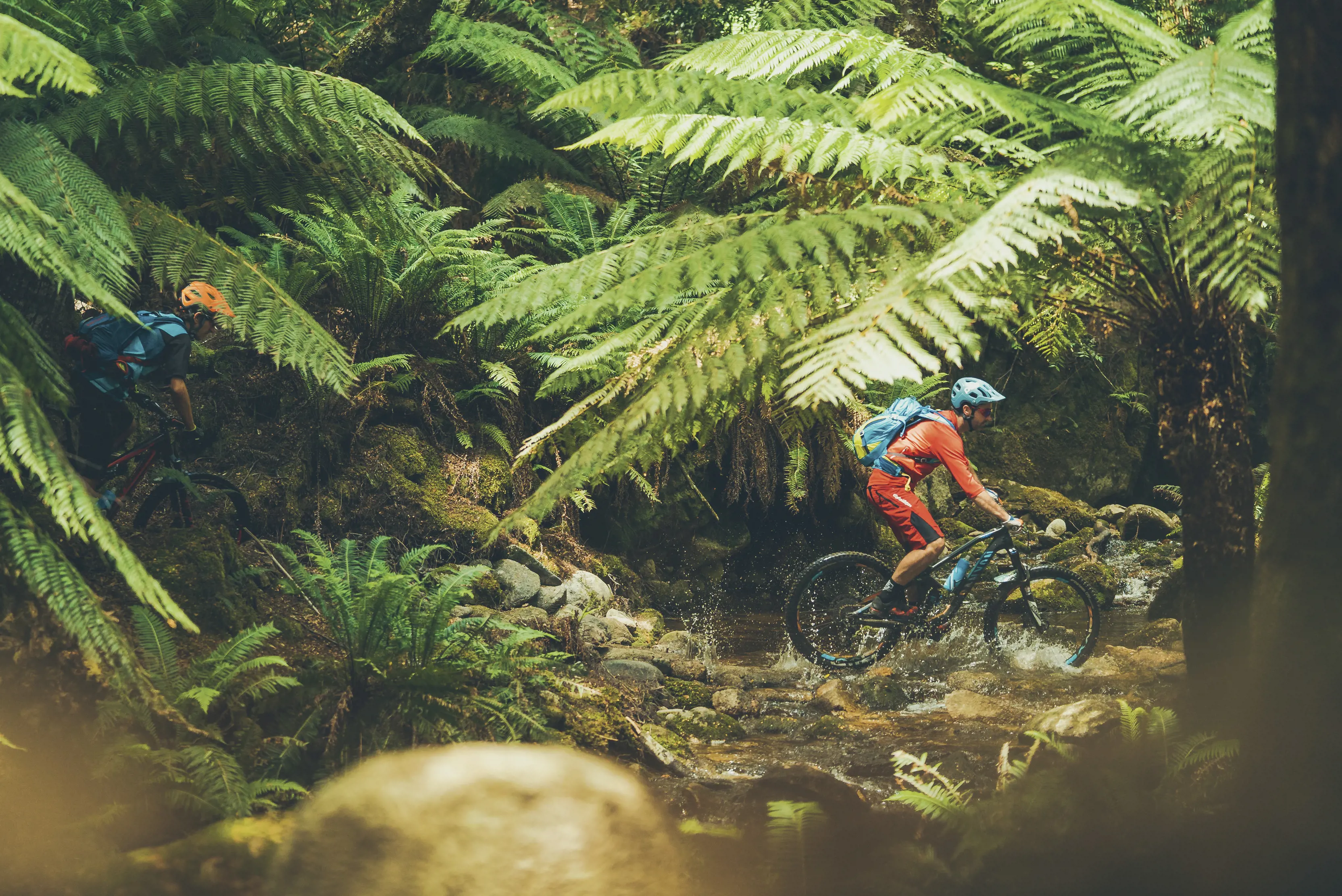 Cyclists ride the Blue Tier Descent on the Blue Derby Mountain Bike Trail, surrounded by rainforest.