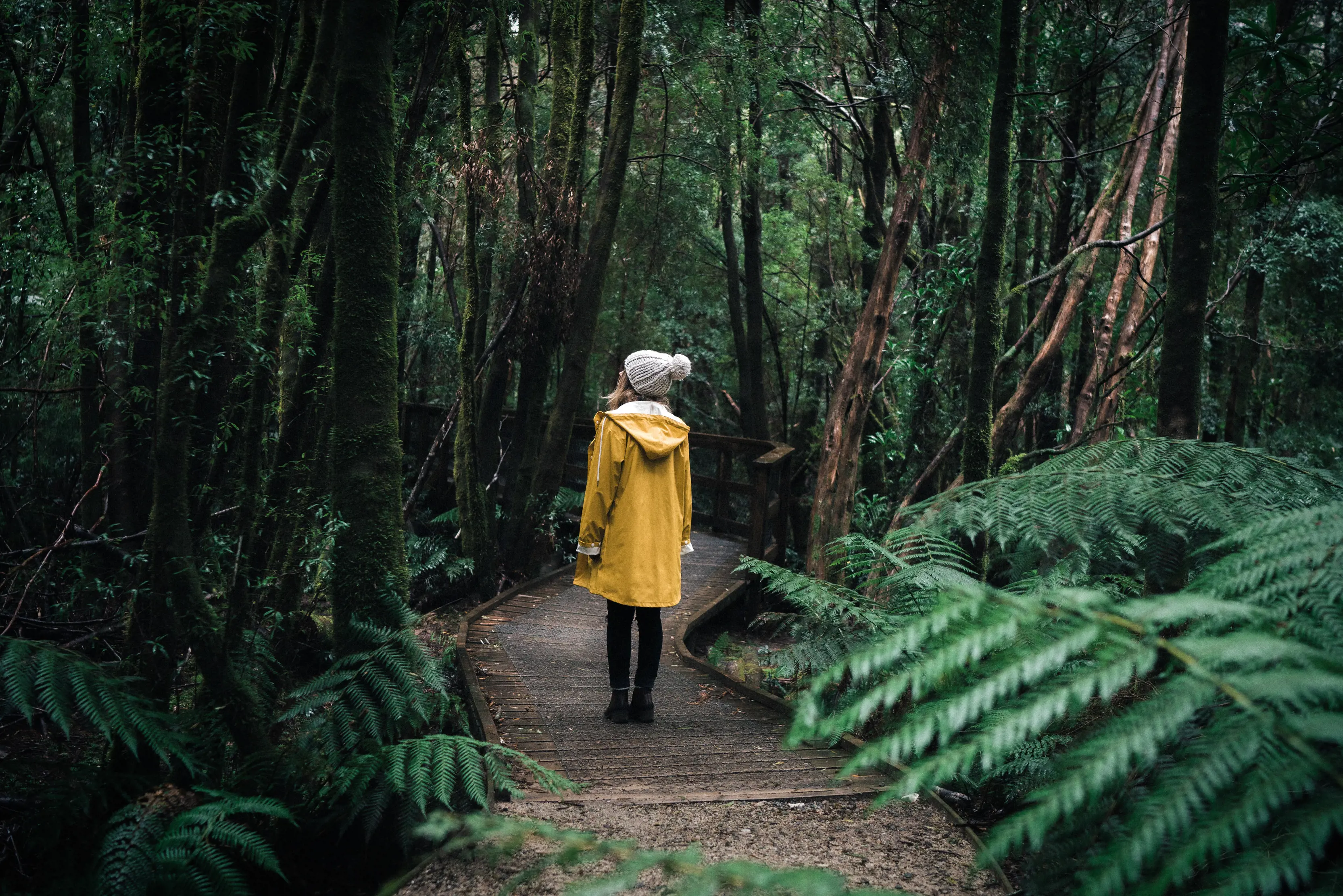 Lady in bright yellow raincoat walking on a wooden footpath through the lush green forest walk to Nelson Falls.