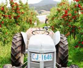 Tractor within the apple fields of Willie Smiths Organic Apple Cider.