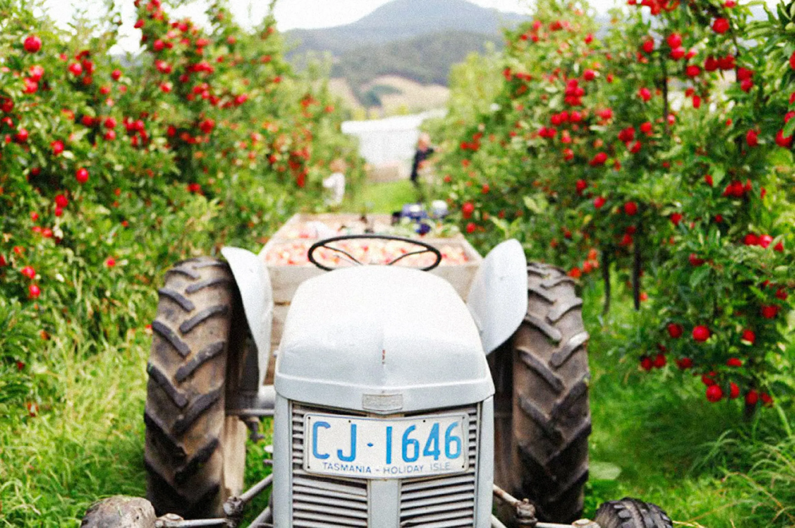 Tractor within the apple fields of Willie Smiths Organic Apple Cider.