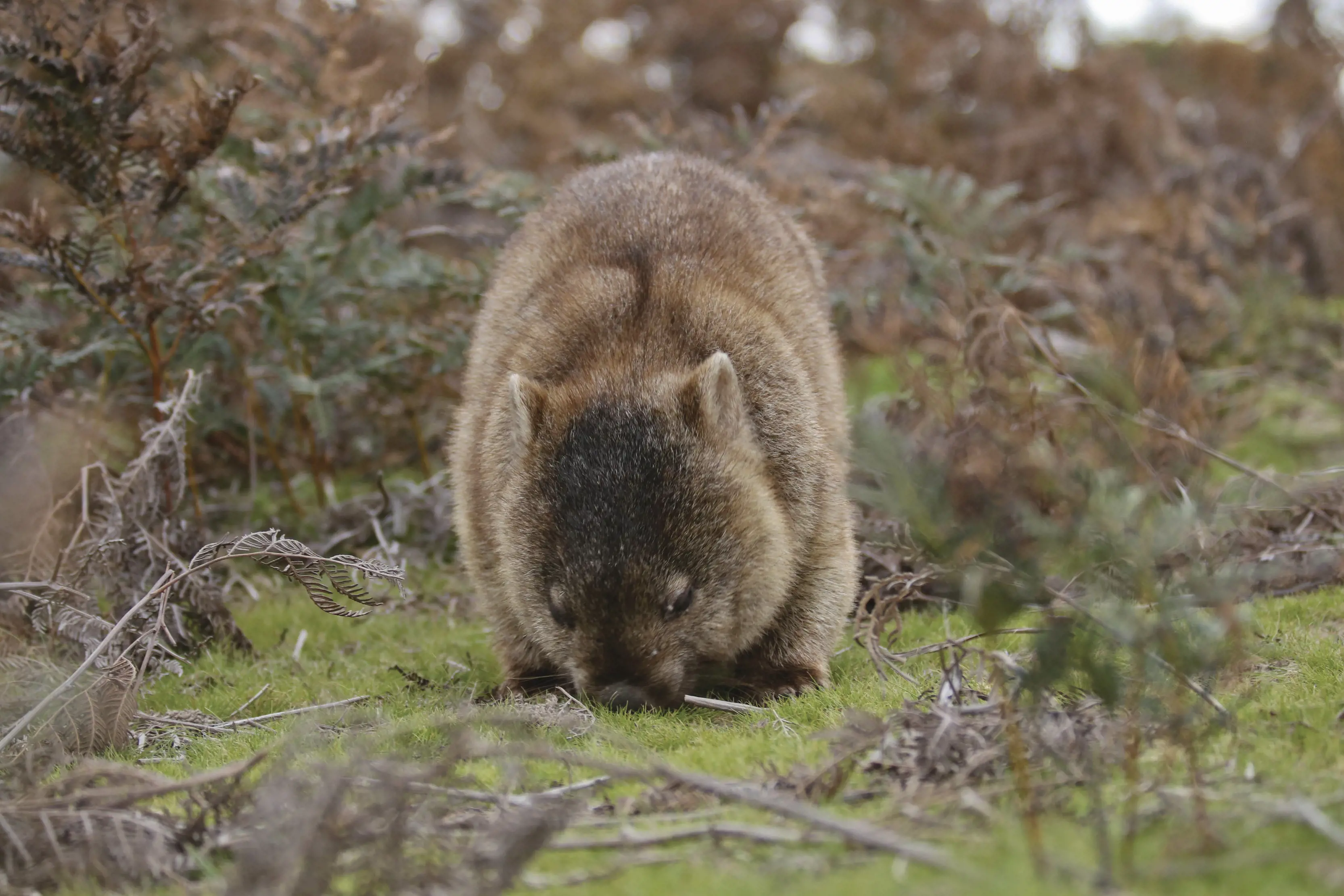 Image of a wombat surrounded by bushland.