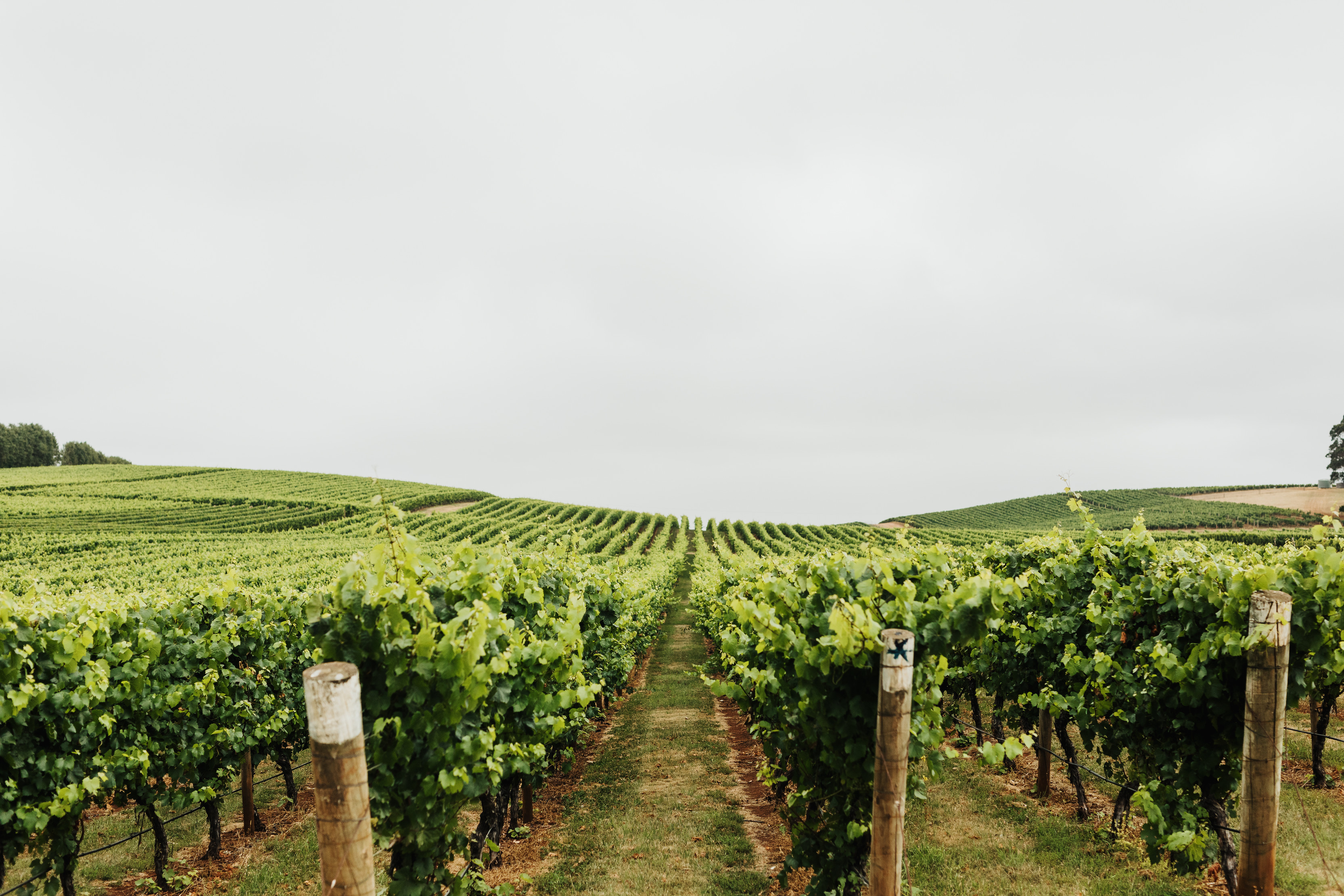 Stunning images of the vineyards running for as long as the eye can see at Jansz Tasmania.