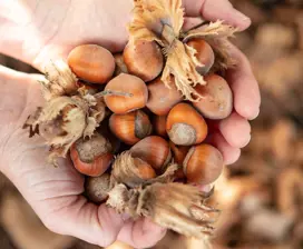Close up image of hands holding a bunch of hazelnuts at the Hazelbrae at Hagley.