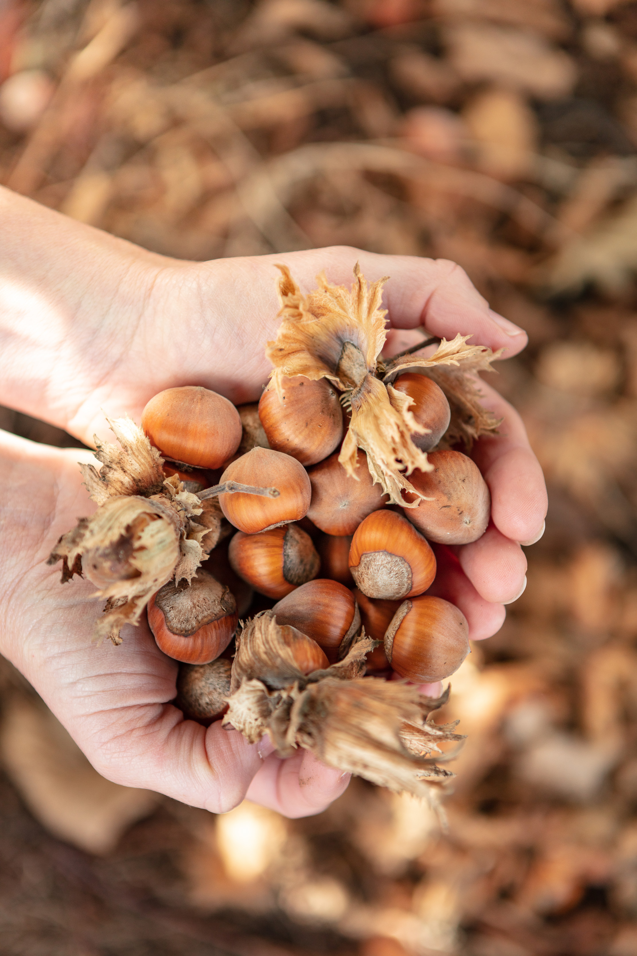Close up image of hands holding a bunch of hazelnuts at the Hazelbrae at Hagley.