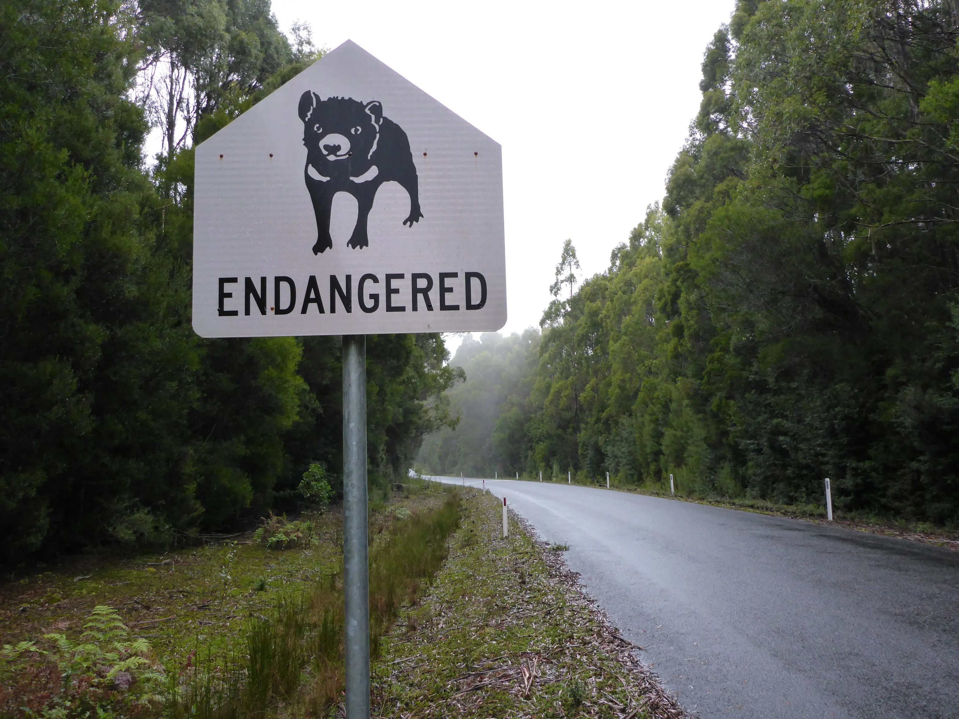Endangered black and white Tasmanian devil road sign on Tarkine Drive.