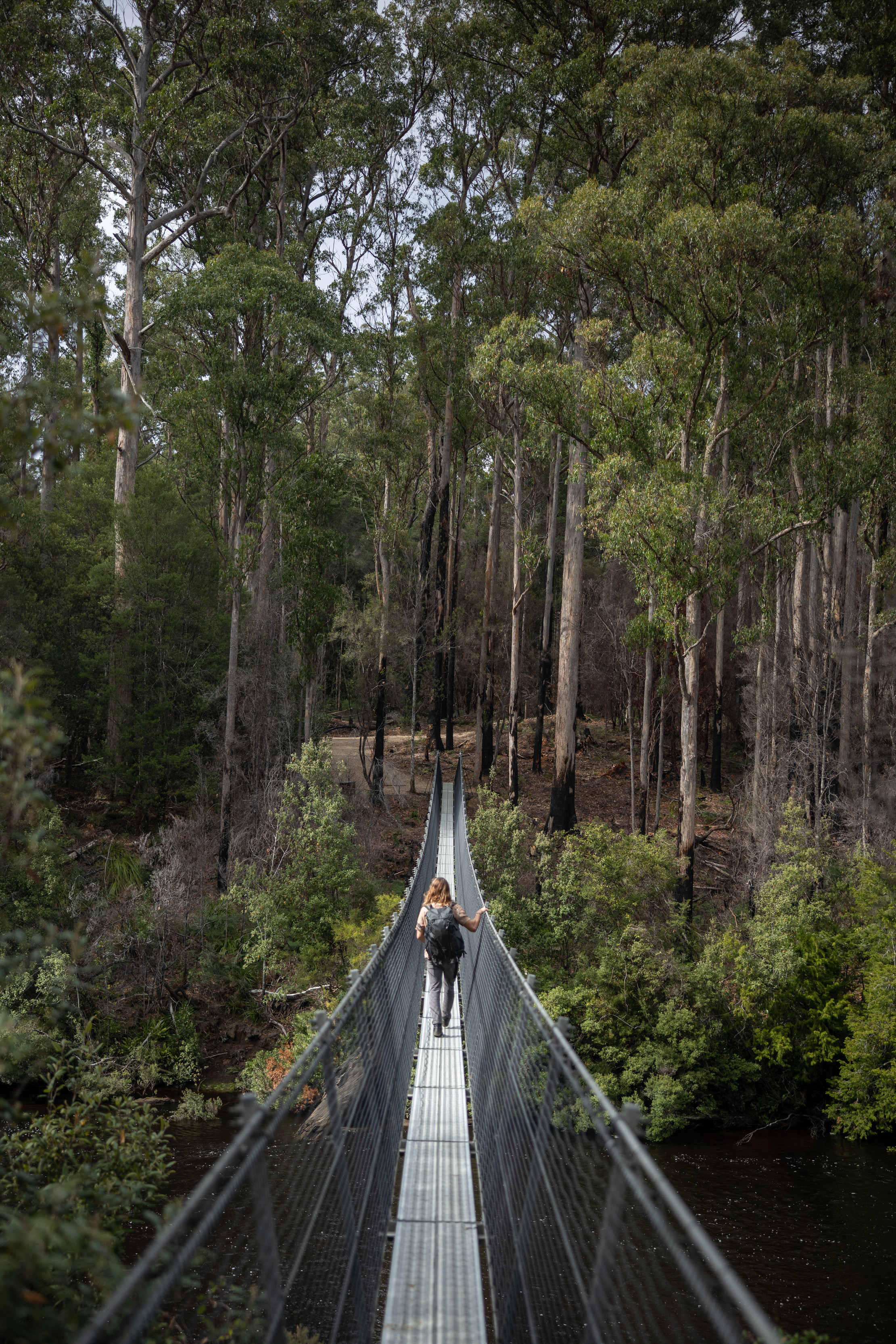 Wide angle image of a person walking along the Swinging Bridges, Tahune Adventures, surrounded by lush forest.