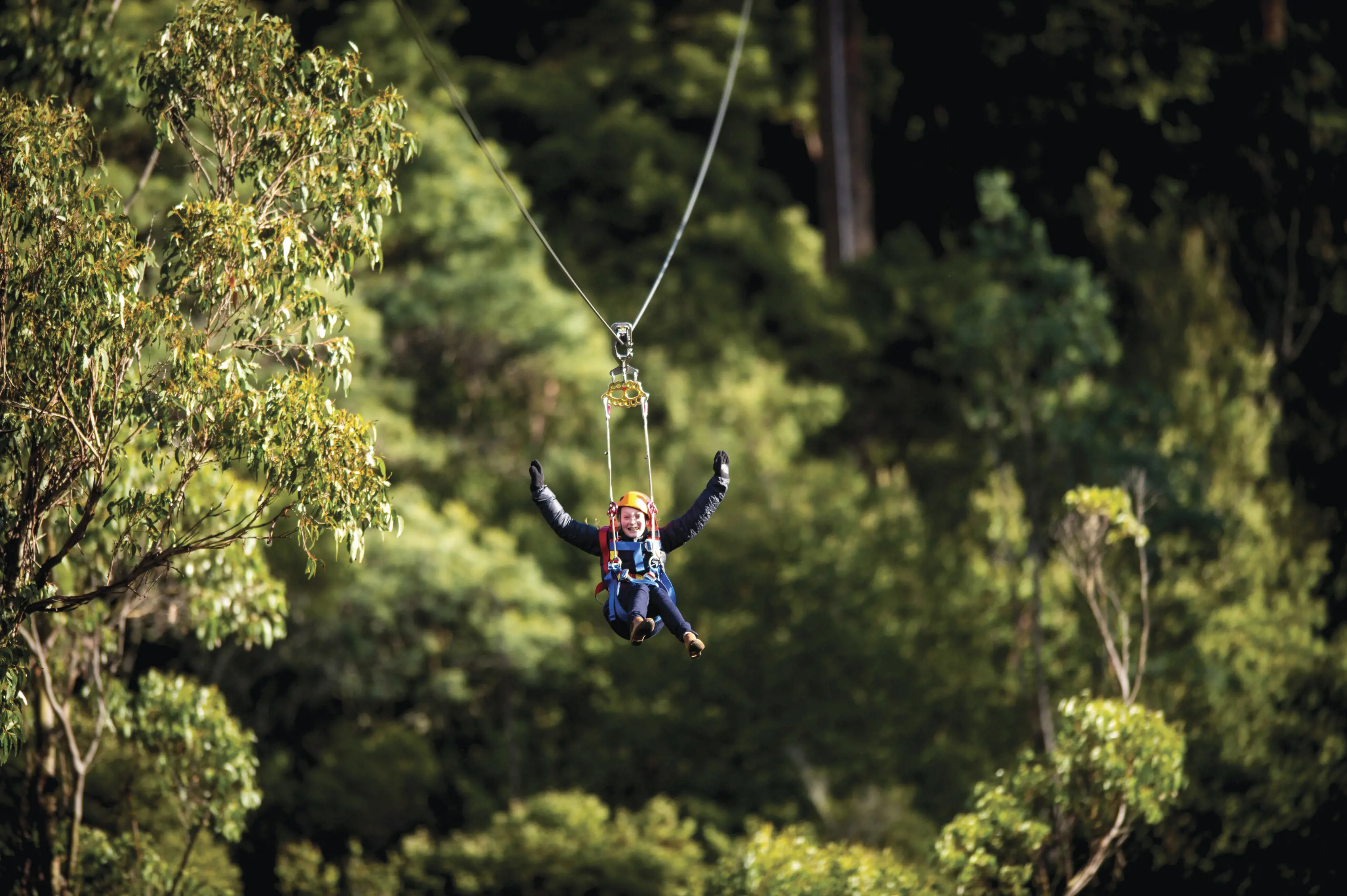 Child ziplines through the trees with their hands in the air at Hollybank Wilderness Adventures.