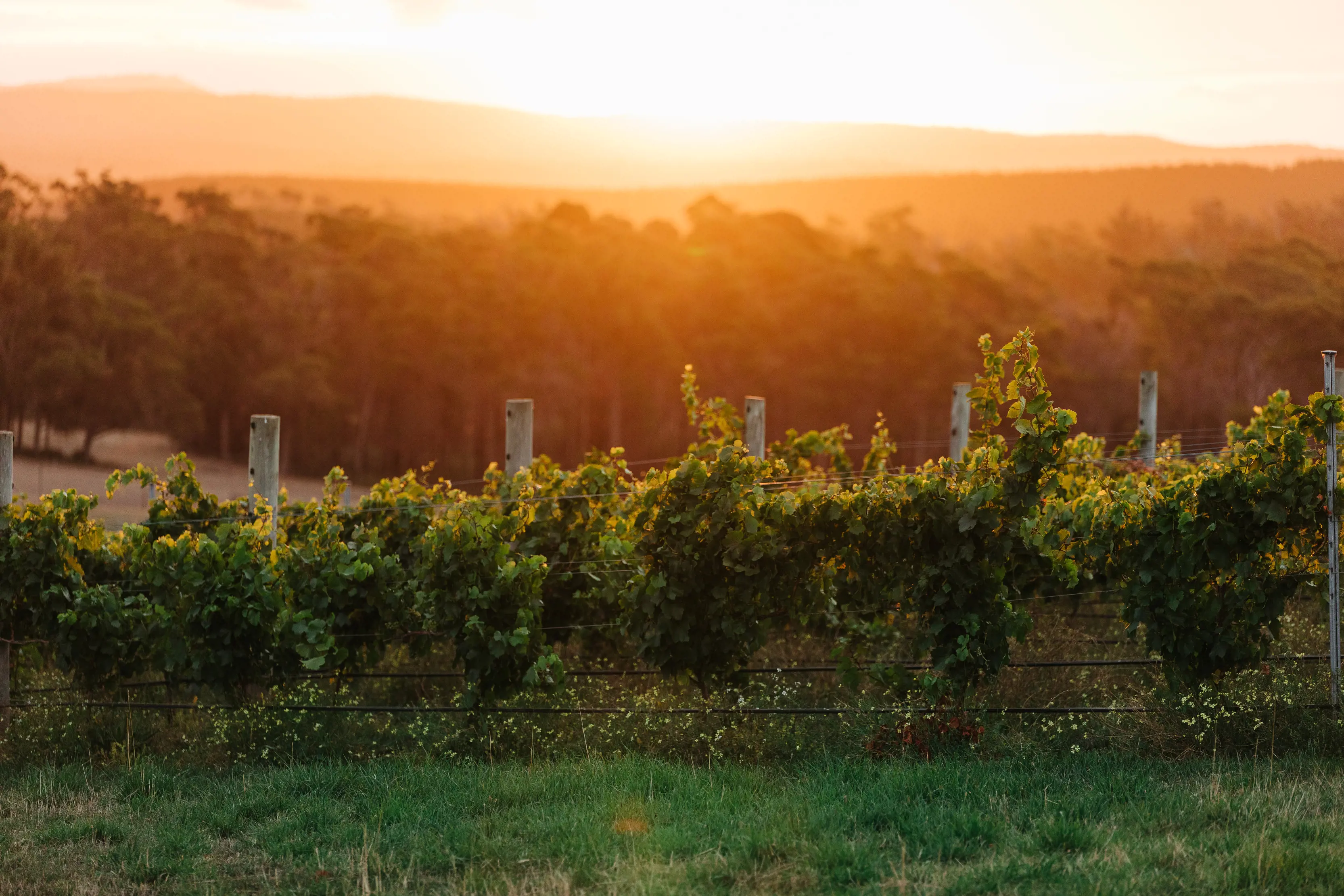 The sun shines brightly over Delamere Vineyards.