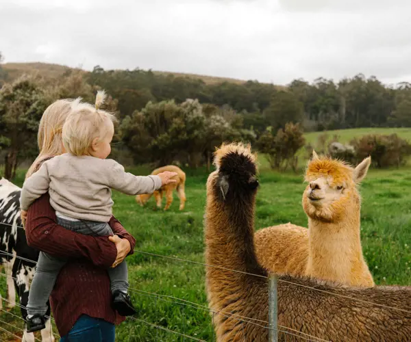 Tasmania's family-friendly attractions