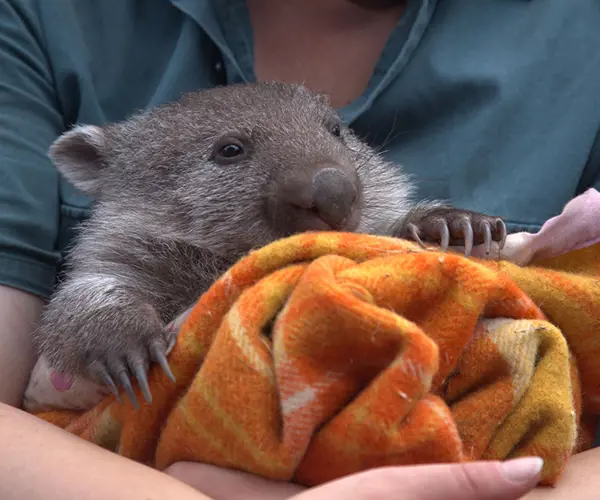 Your guide to Tasmania's wildlife sanctuaries