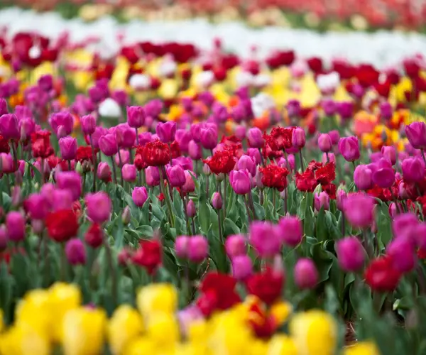 Tulip fever in Tasmania