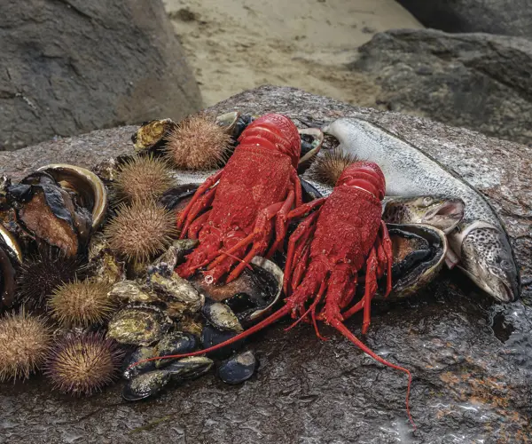 Top seafood experiences in Tasmania