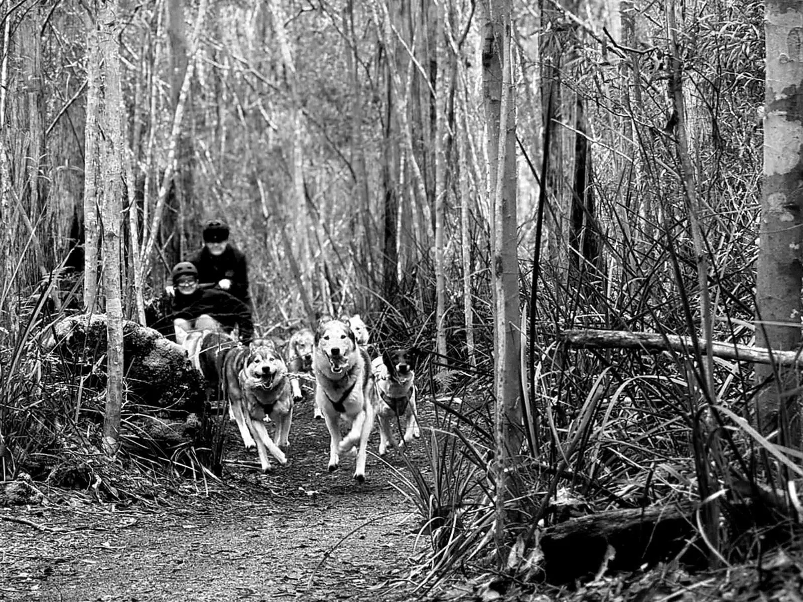A team of sled dogs leap excitedly along a dirt track through a forest of skinny, bare trees, pulling two people in a sled.