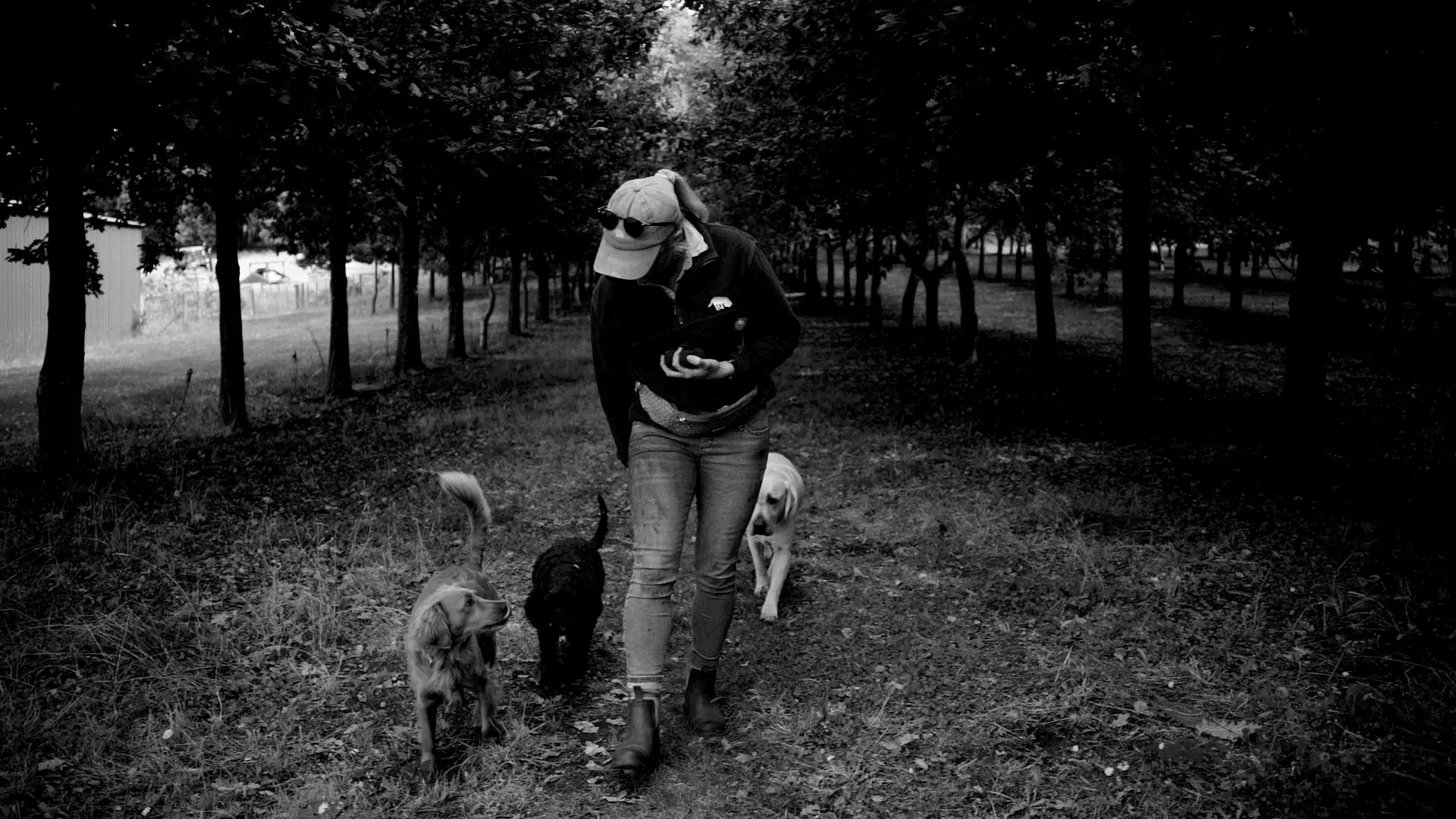 A woman holding a handful of truffles walks with 3 dogs on the grass between rows of trees on a truffle farm.