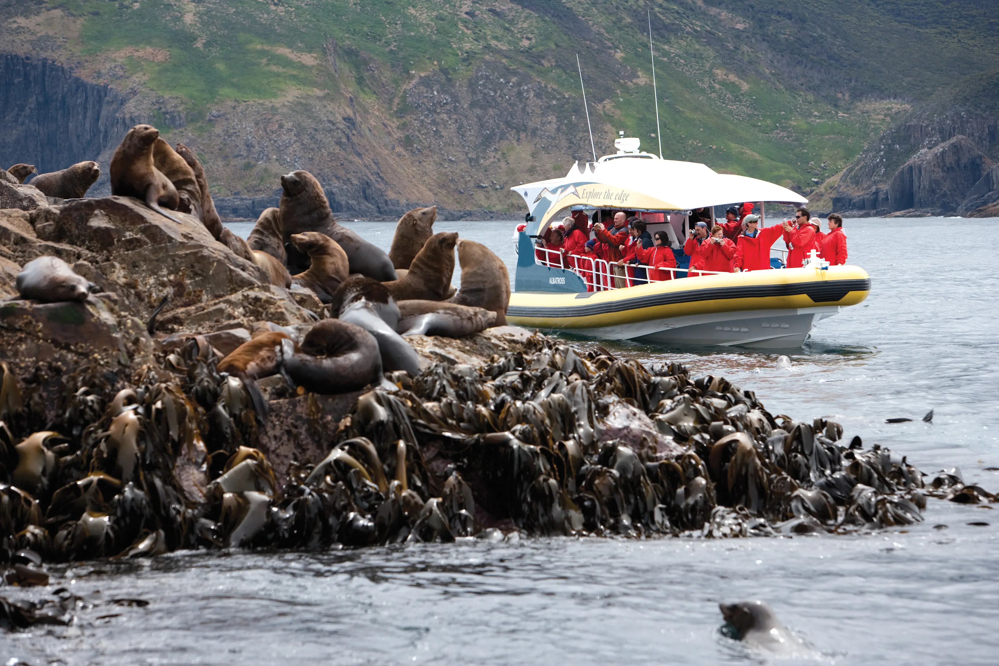 Tourists on boat looking at the seals perched up on a large rock at Bruny Island Cruises - Pennicott Wilderness Journeys.